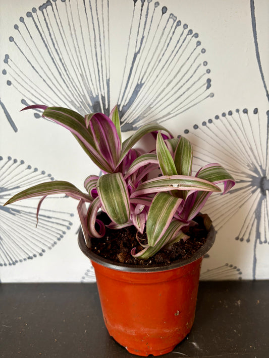 Tradescantia Rhoeo Tricolore 4”