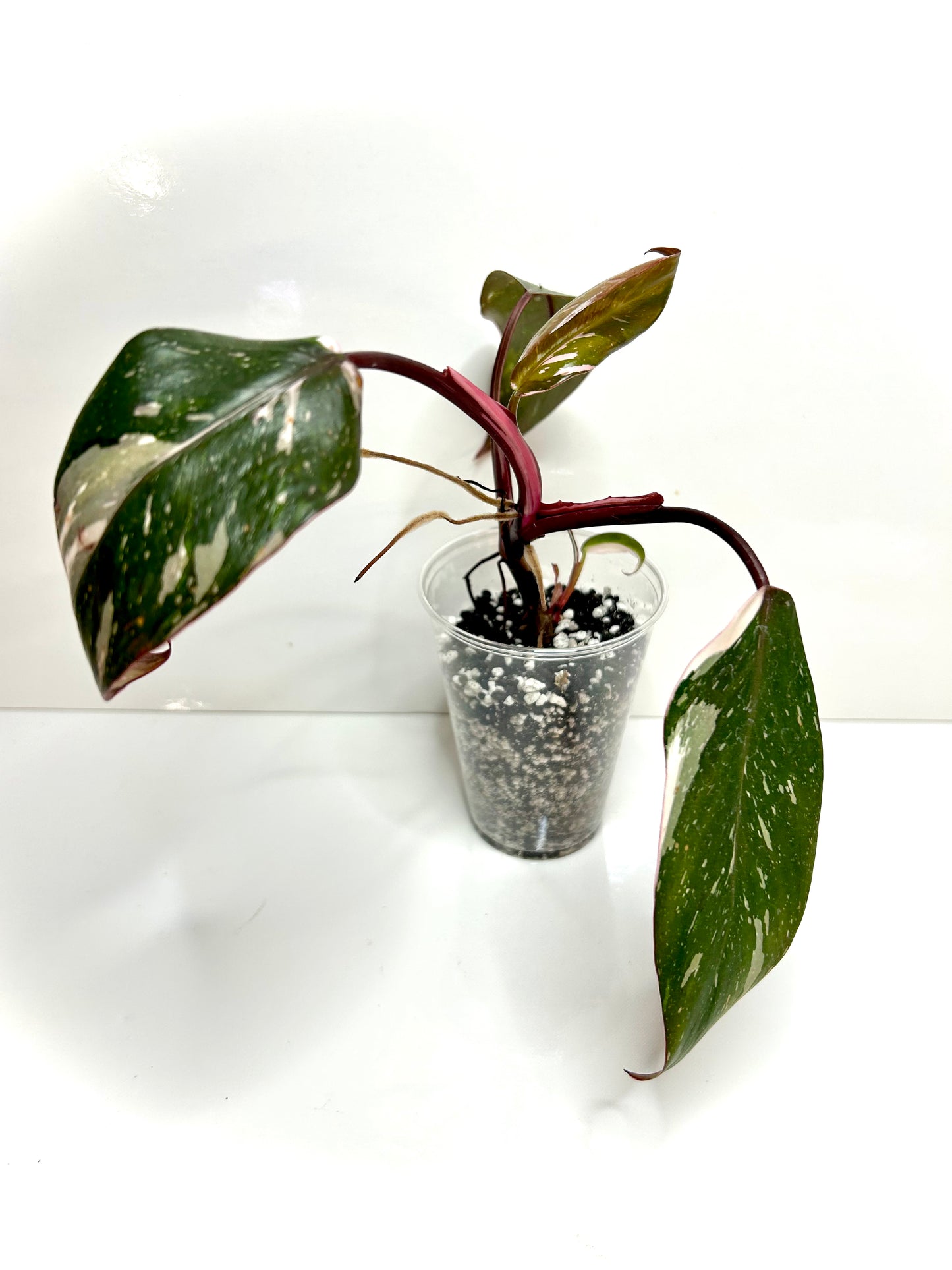 Philodendron Red Anderson