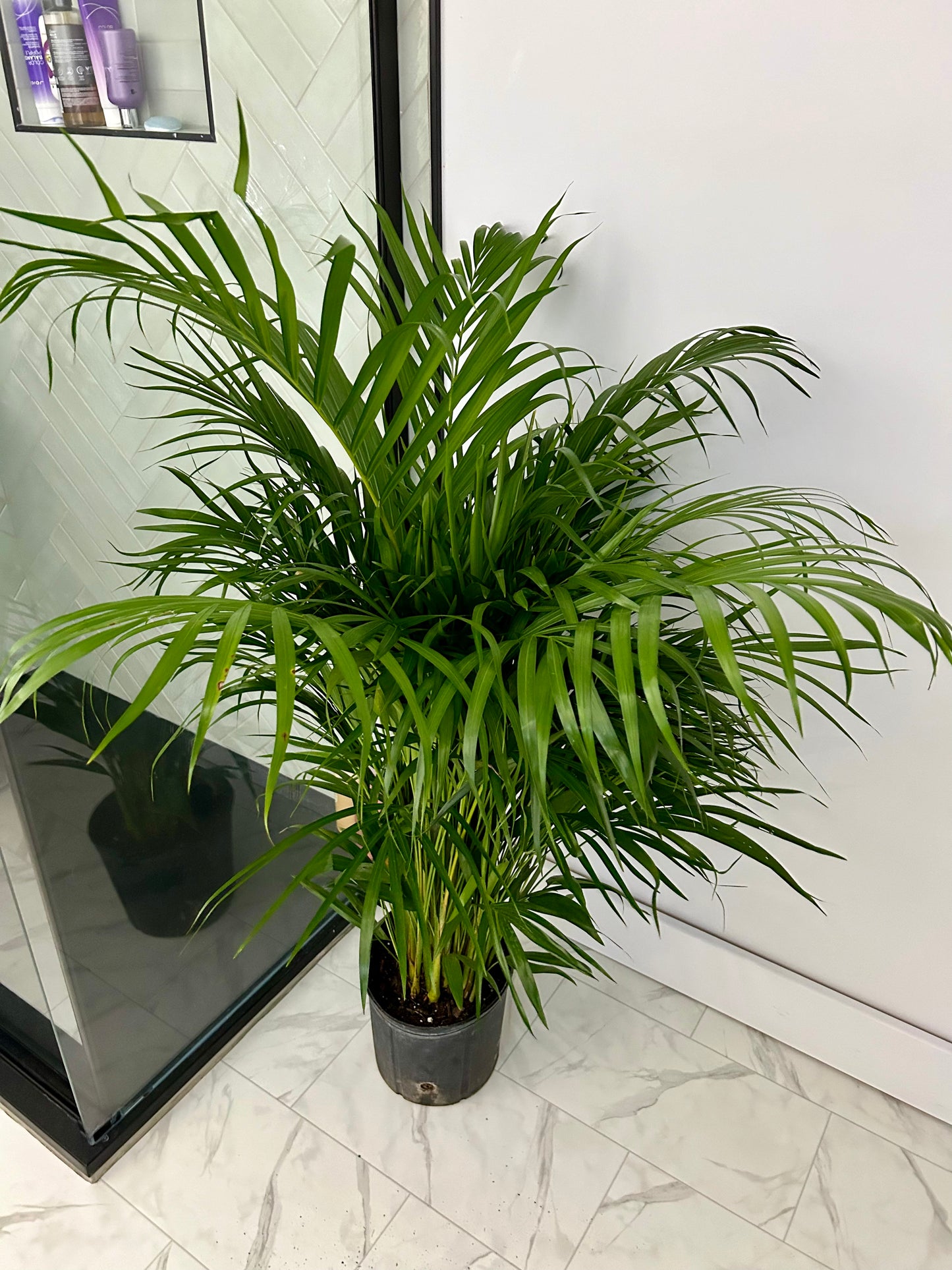 Palm Areca 10"