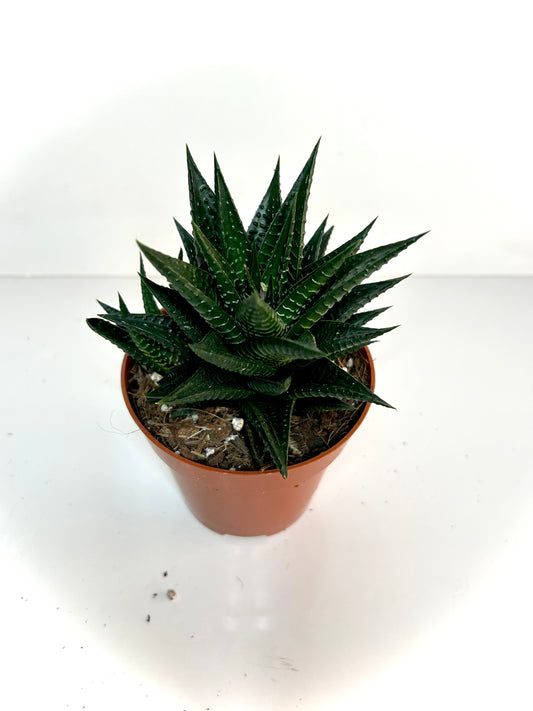 Haworthia 5"