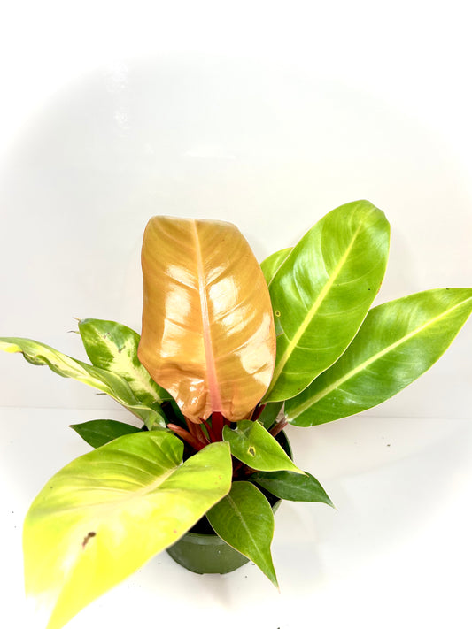 Prince of Orange Philodendron 6"