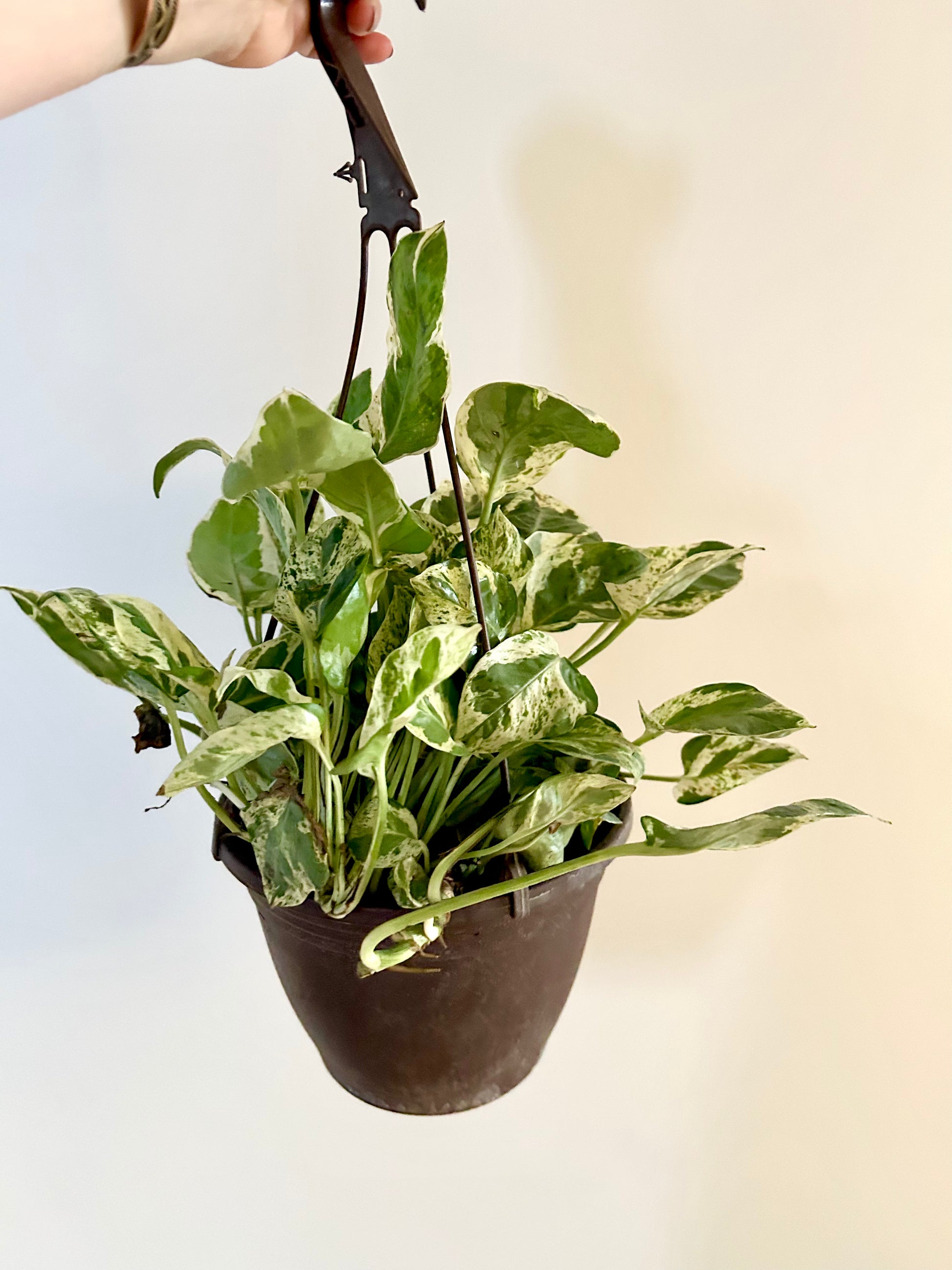 hb pothos Pothos N'Joy 8" HB – Pousse-Pousses