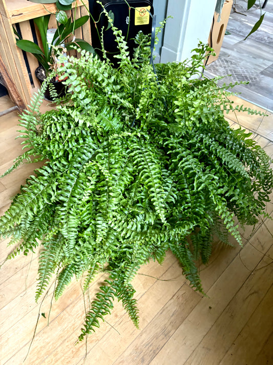 Boston fern 8" HB