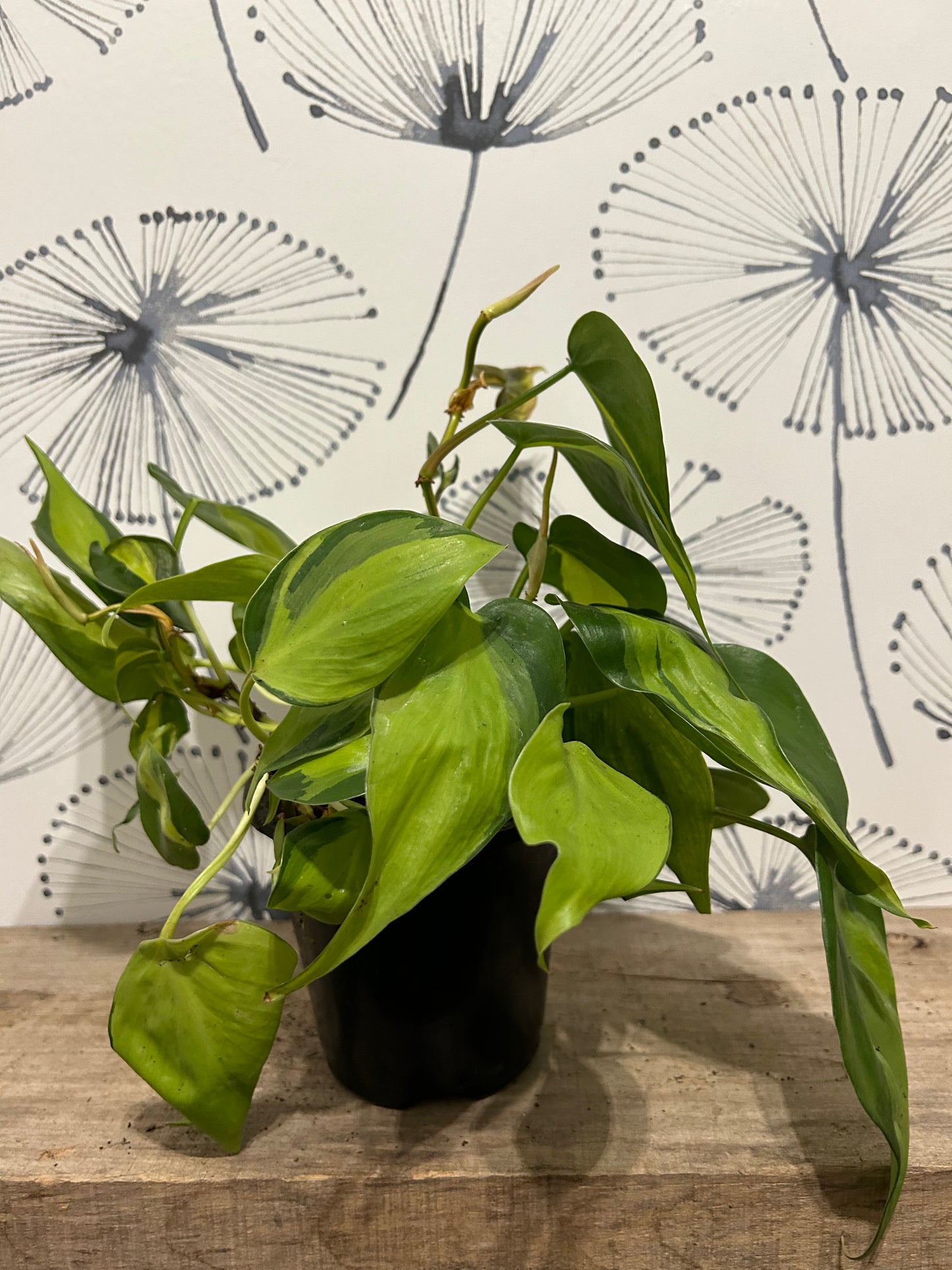 Philodendron Brazil 5"