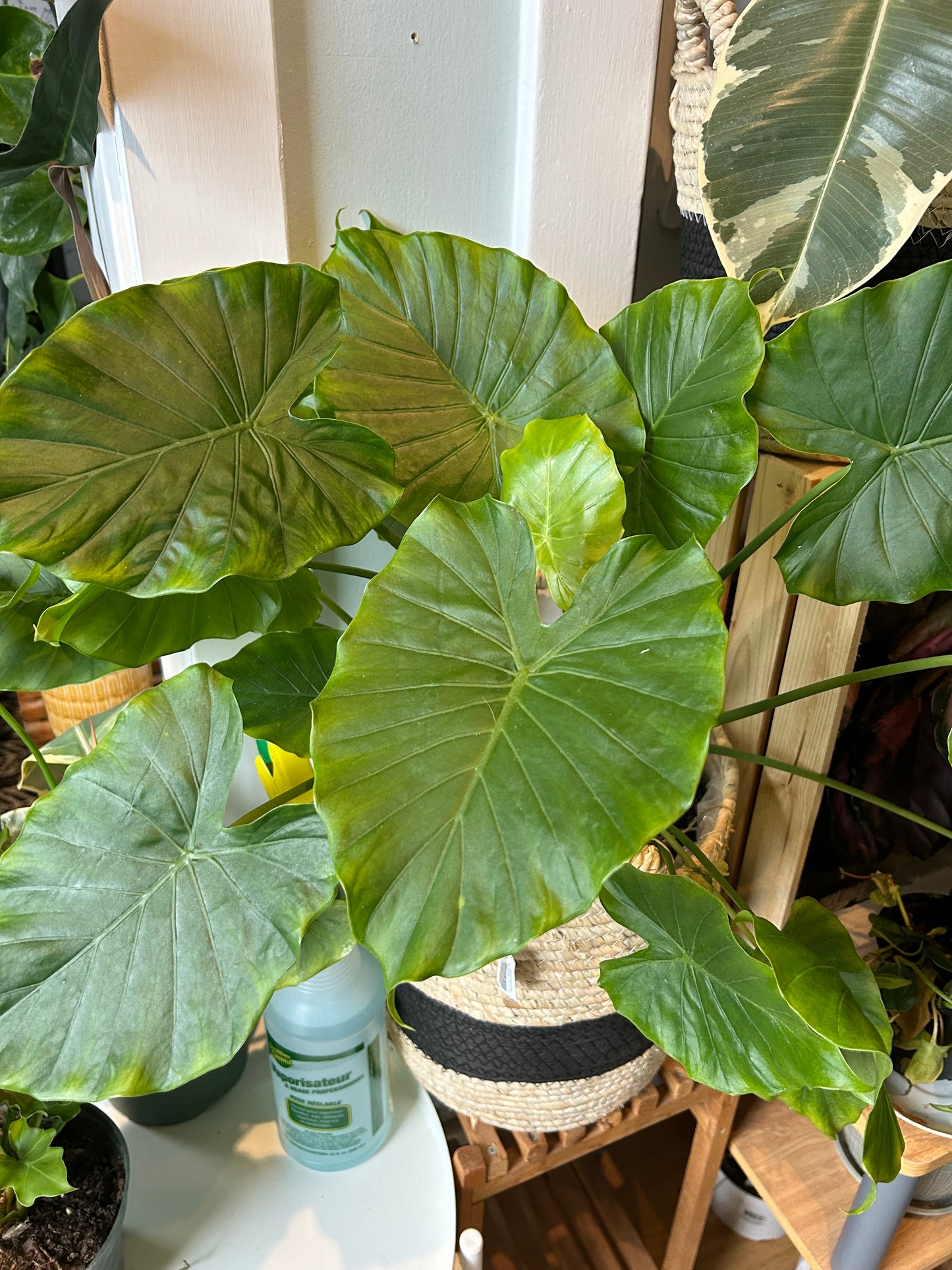 Alocasia California 8"