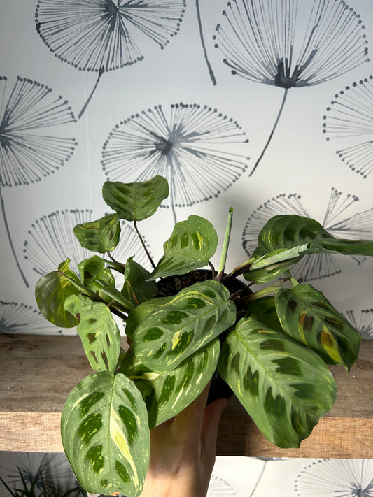 Marantha Leuconeura Variegata