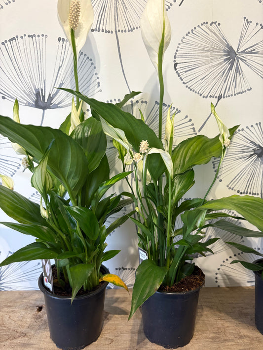 SpathIphyllum «Lys de paix» 4"