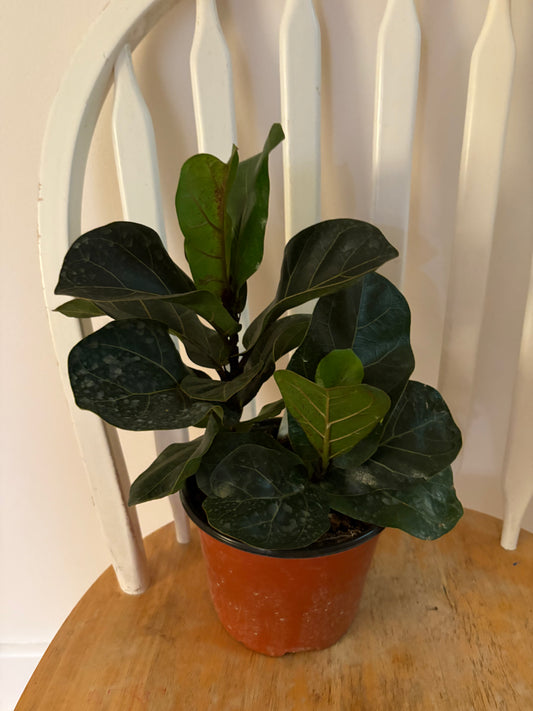 Ficus Lyrata Bambino 6"