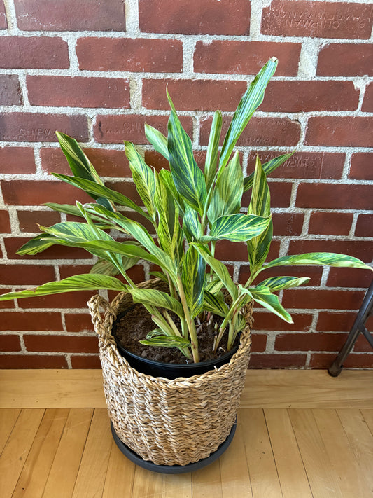 Alpina Zerumbet Variegata «Ginger bicolore» 10"