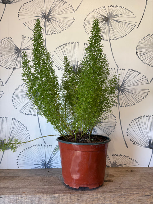 Foxtail fern (asparagus meyerii)