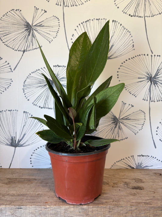 Anthurium « Cobra » (bonplandii ssp. Guayanum)