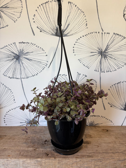 Callisia Rosita 5" Hanging basket
