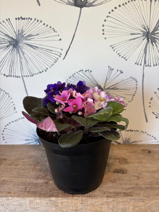 African Violet 6" Tricolore