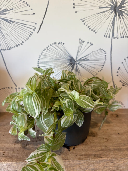 Tradescantia Fulminensis Albovittata 5"