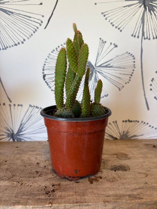 Mickey mouse cactus 4"