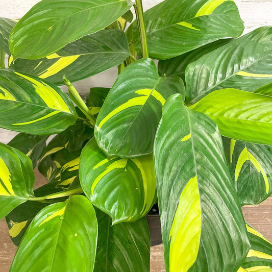 Ctenanthe 10"