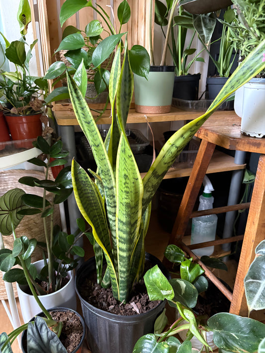 Sansevière Laurentii 10"