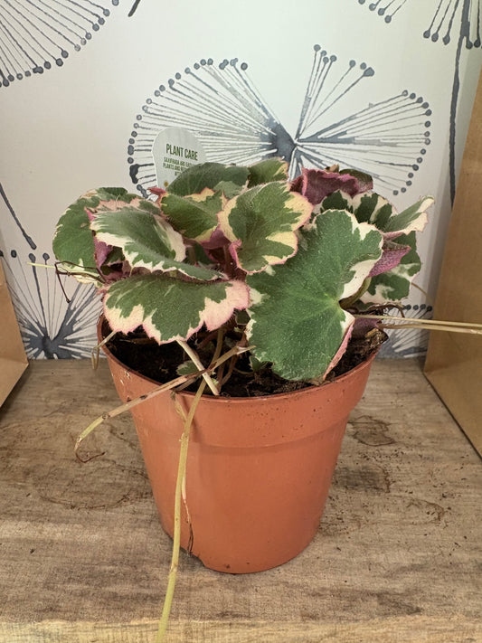 Saxifraga Tricolore 5"ø