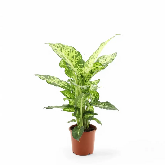 Dieffenbachia Mars 6"