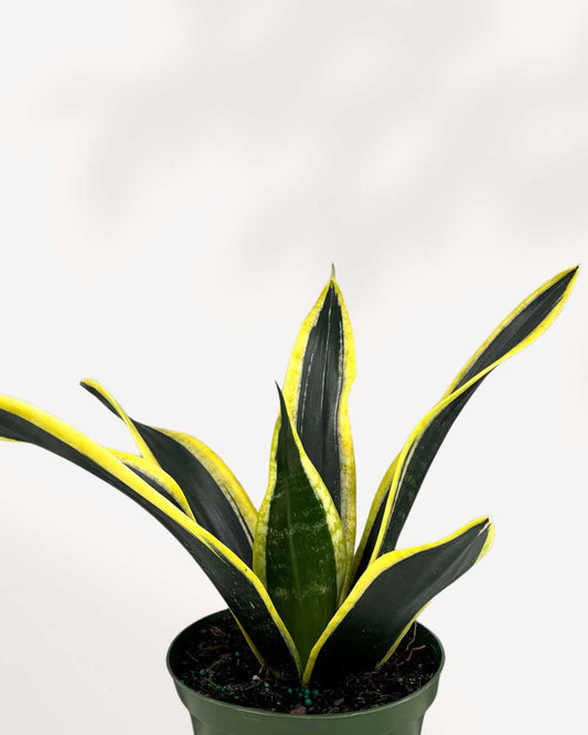 Sansevière black gold 6"