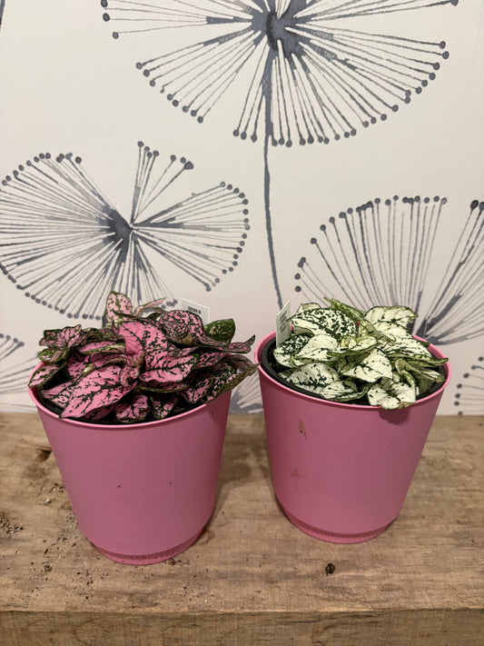 Hypoestes 4" (Polka dot)