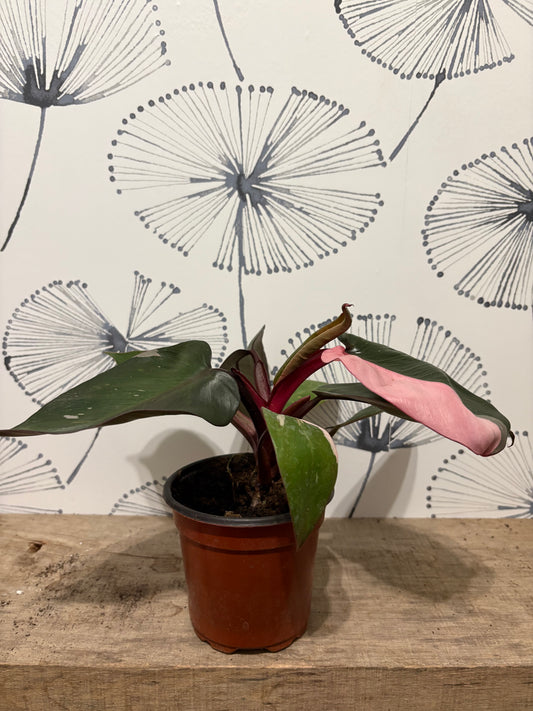 Philodendron Pink Princess
