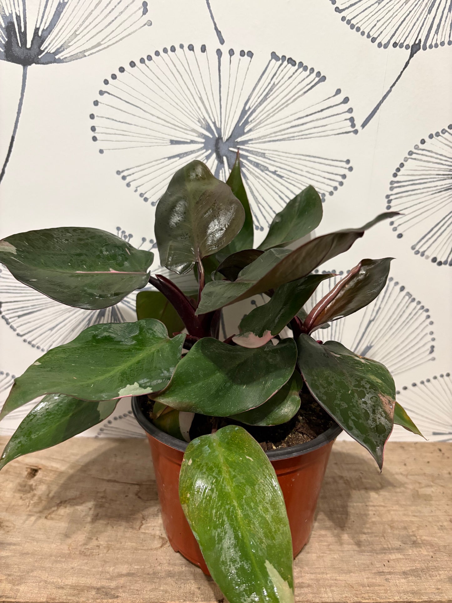 Philodendron Pink Princess