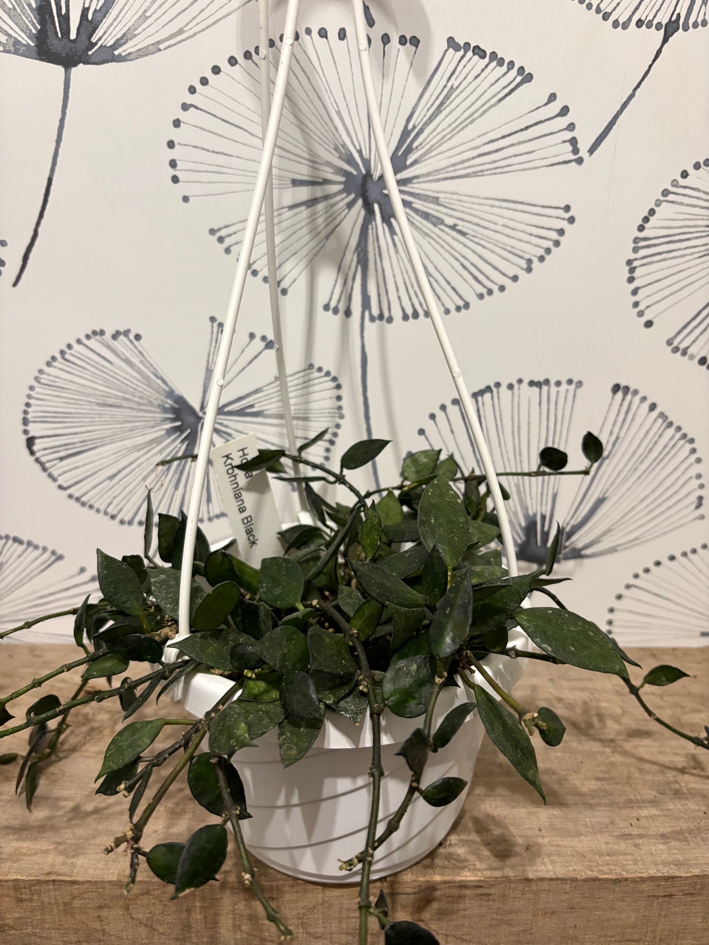 Hoya Krohniana « Black » HB 6"