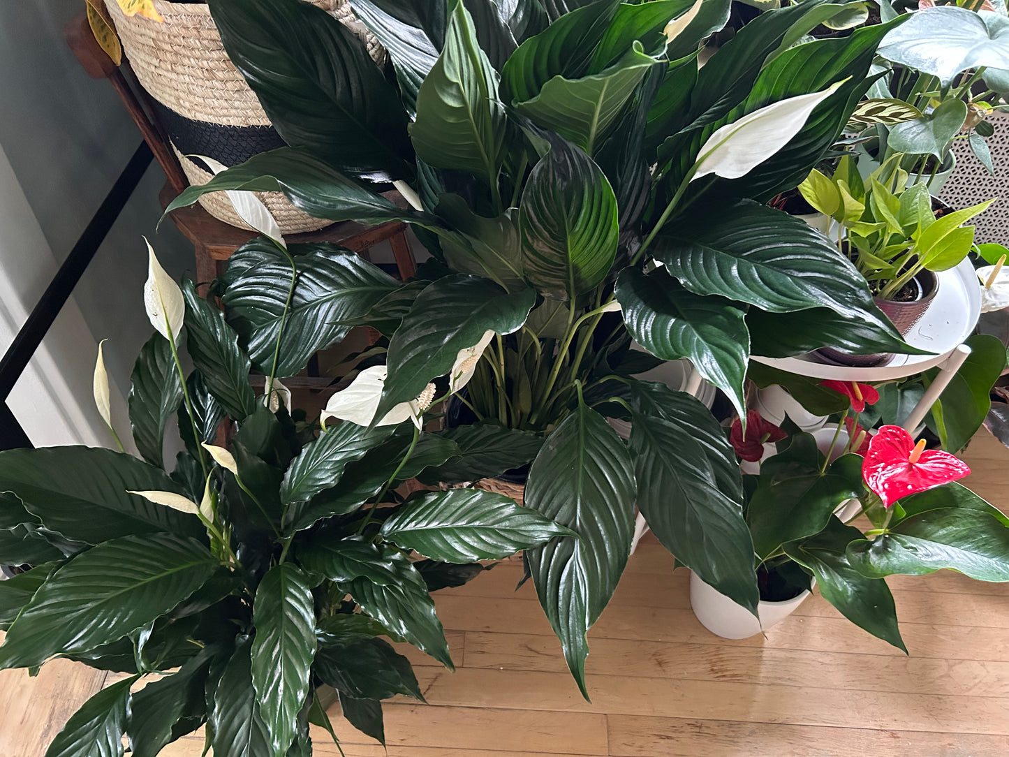 SpathIphyllum