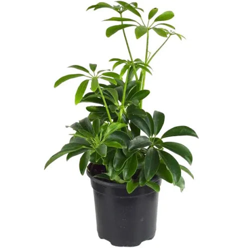 Schefflera arboricole