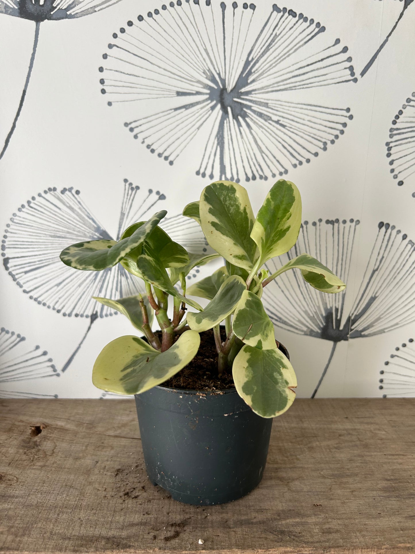 Peperomia 5"