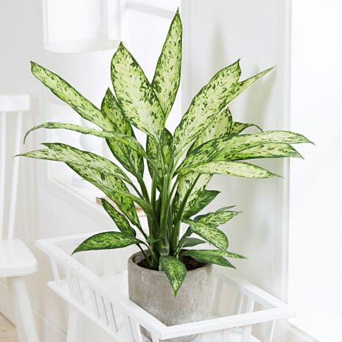 Dieffenbachia Vesuvius 6"