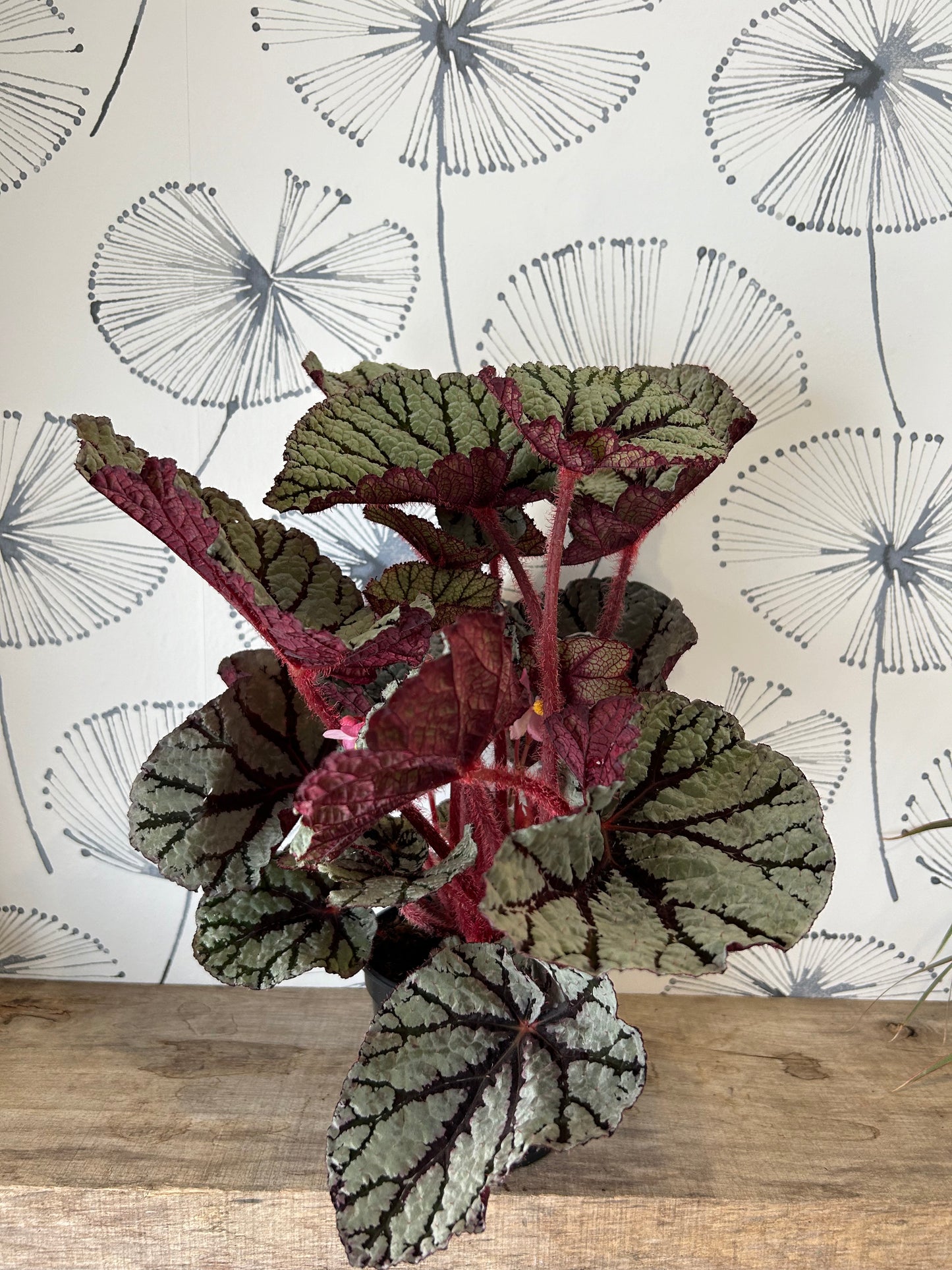 Begonia Rex 5"