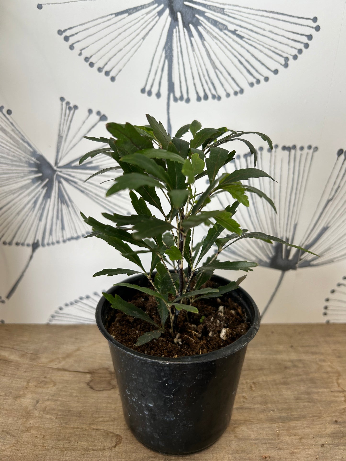 Schefflera Elegantissima “false aralia 4”