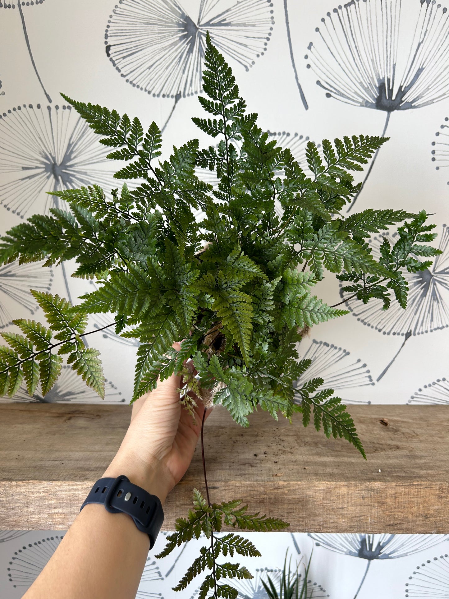 5" Fern