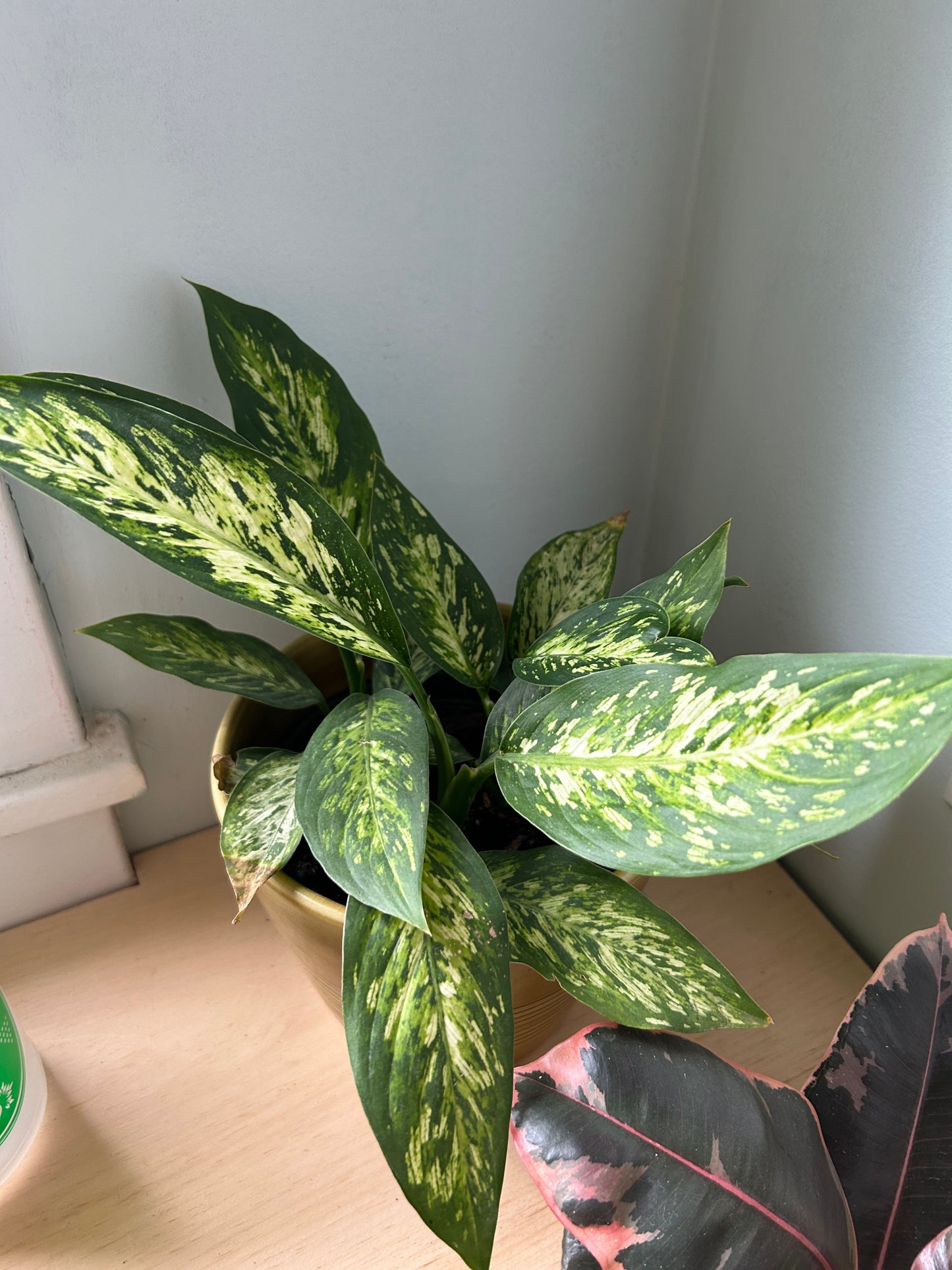 Dieffenbachia Vesuvius 6"