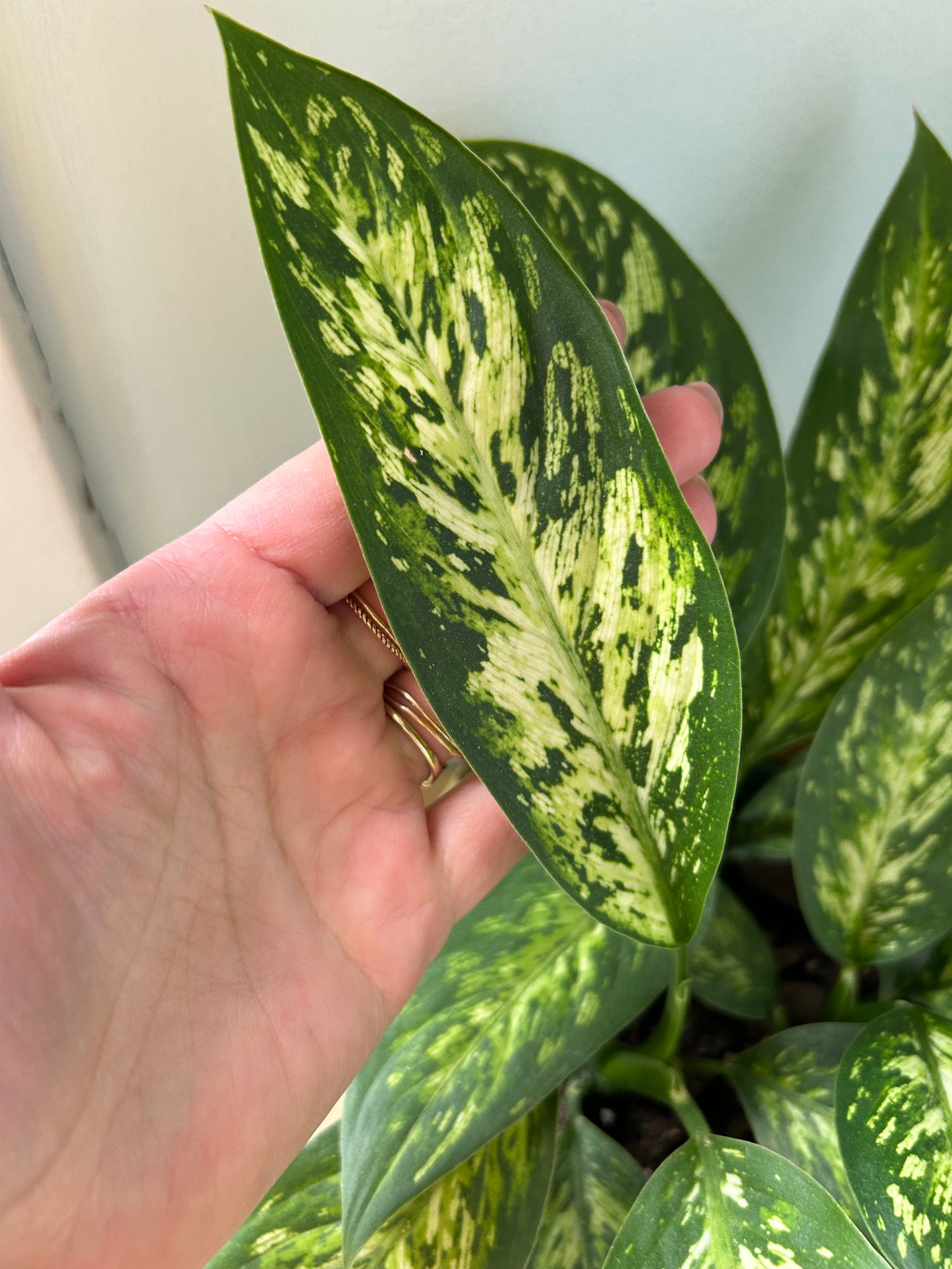 Dieffenbachia Vesuvius 6"