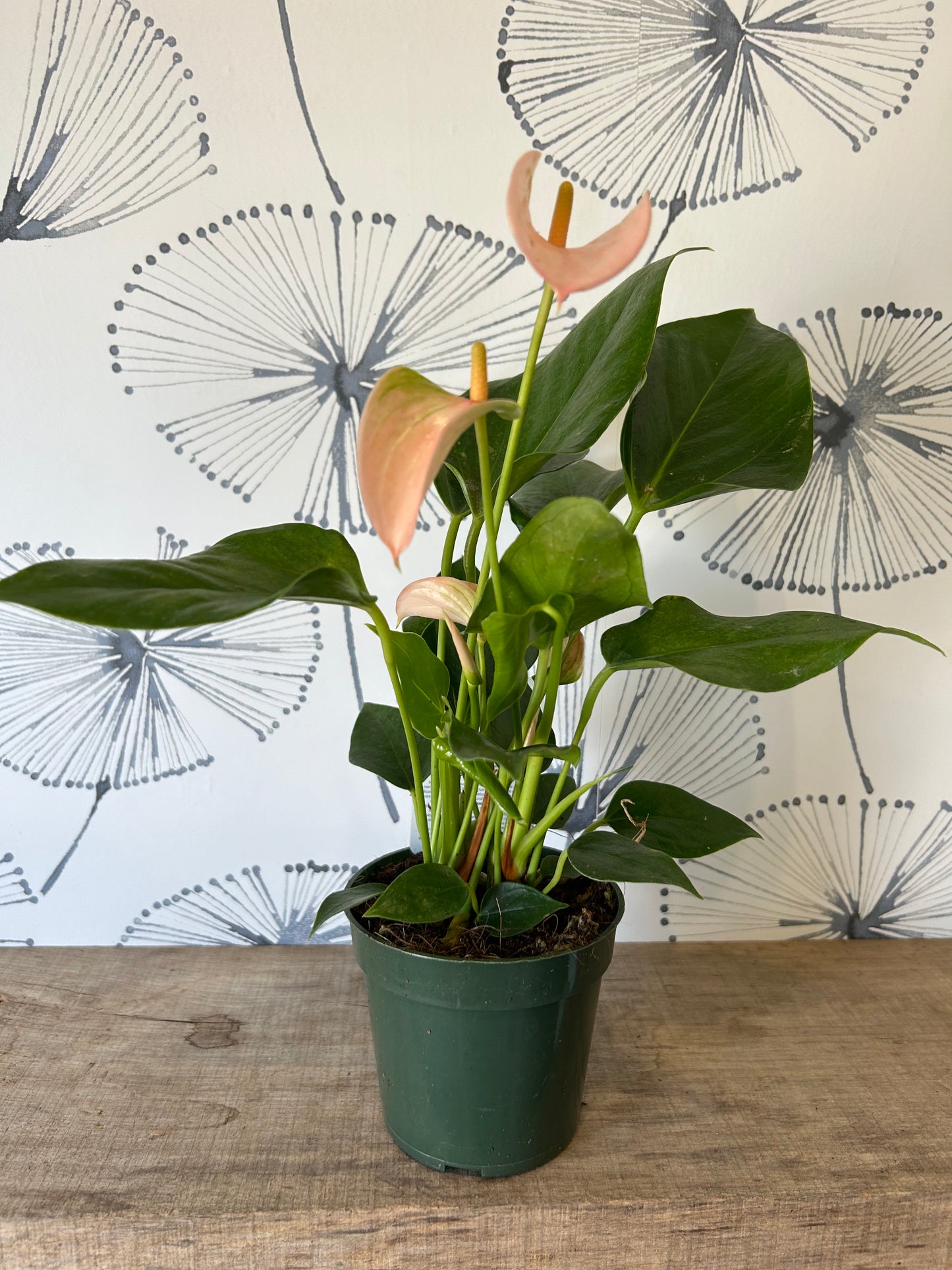 Anthurium 4 1/2"