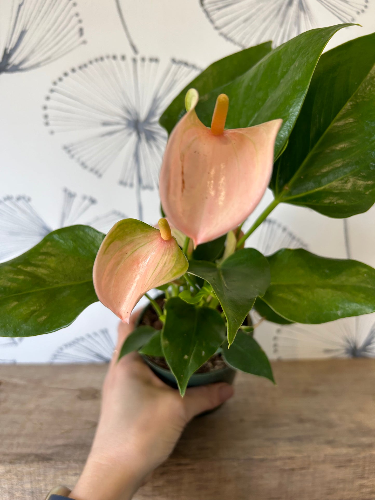 Anthurium 4 1/2"