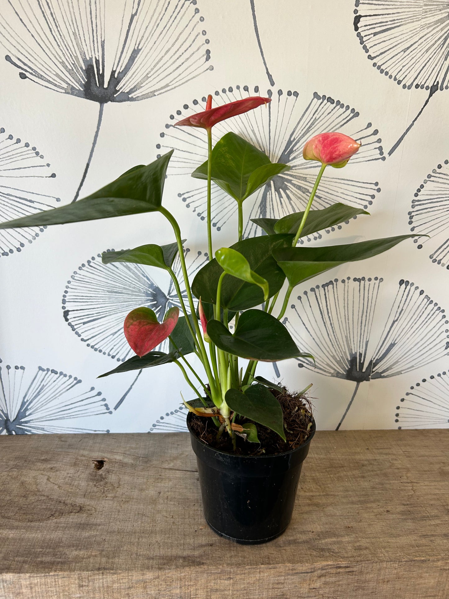 Anthurium 4 1/2"