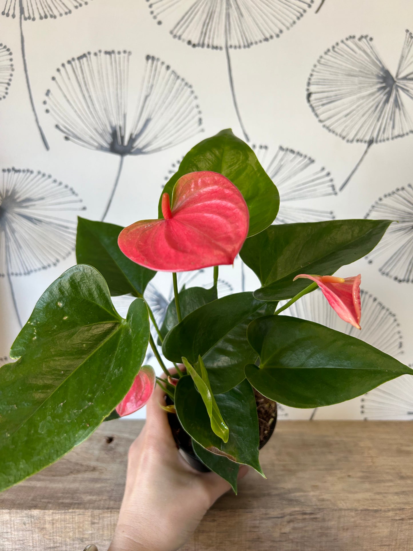 Anthurium 4 1/2"