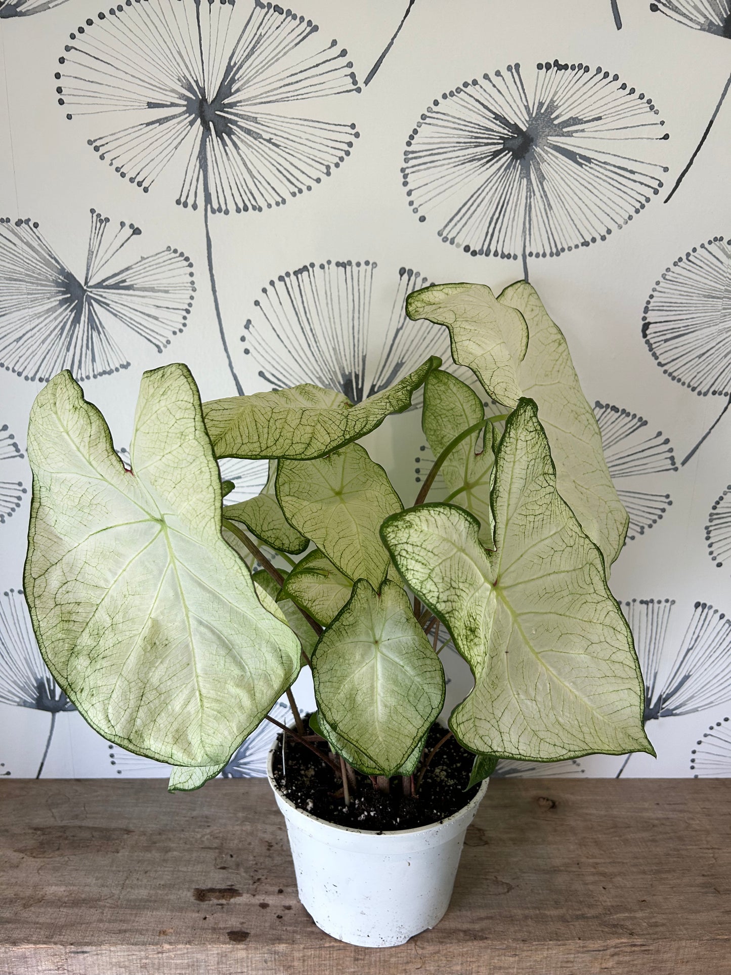 Caladium 6"