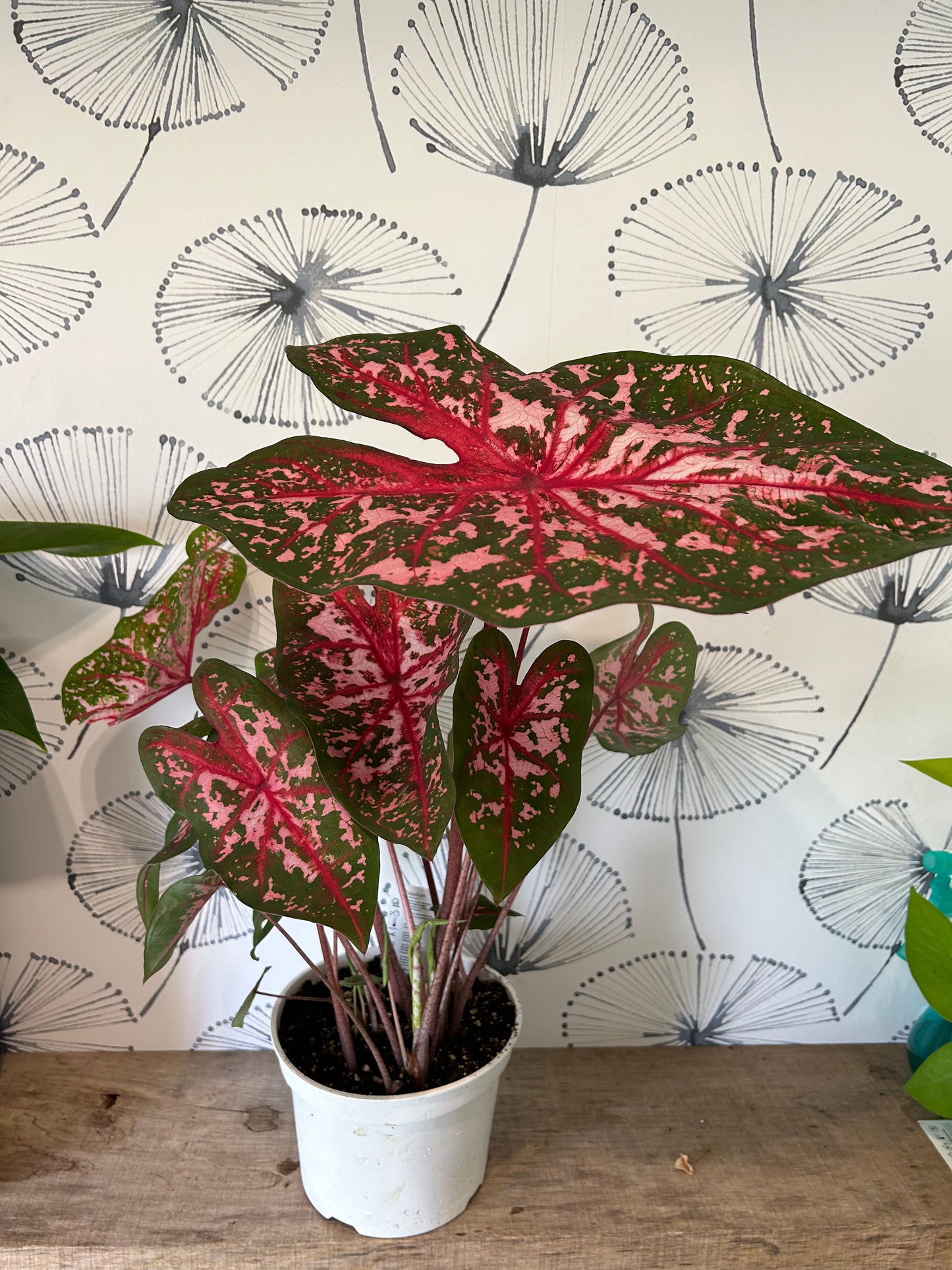 Caladium 6"