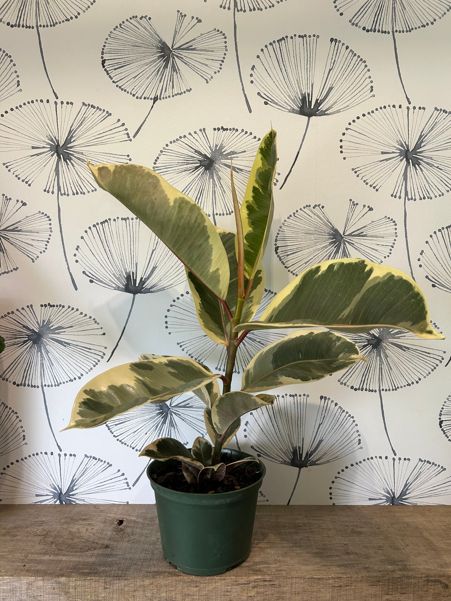 Ficus Tineke