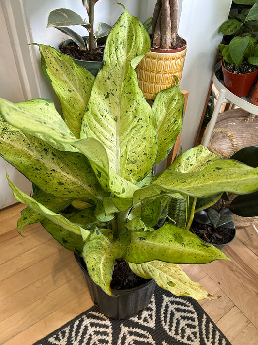 Dieffenbachia Camouflage Ø10"