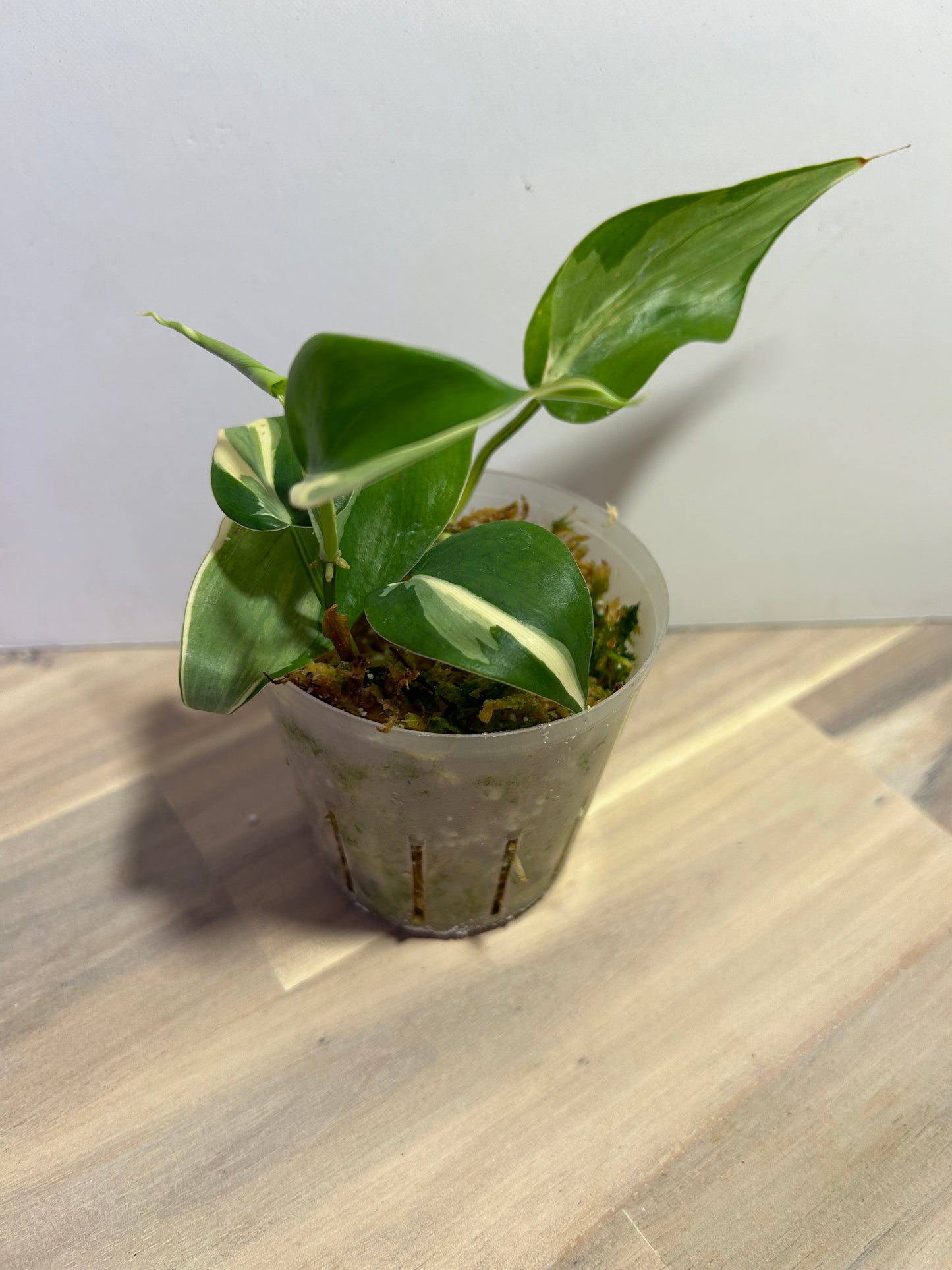 Philodendron Rio