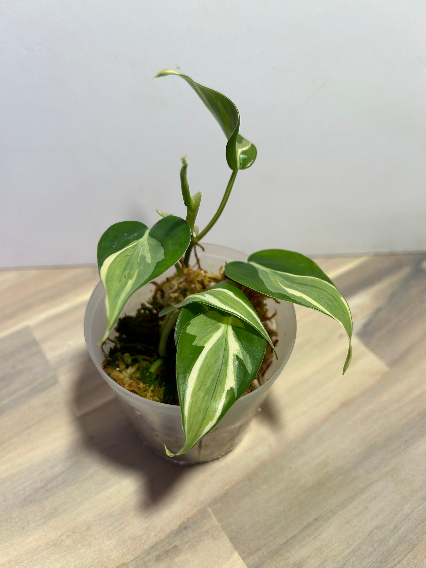 Philodendron Rio