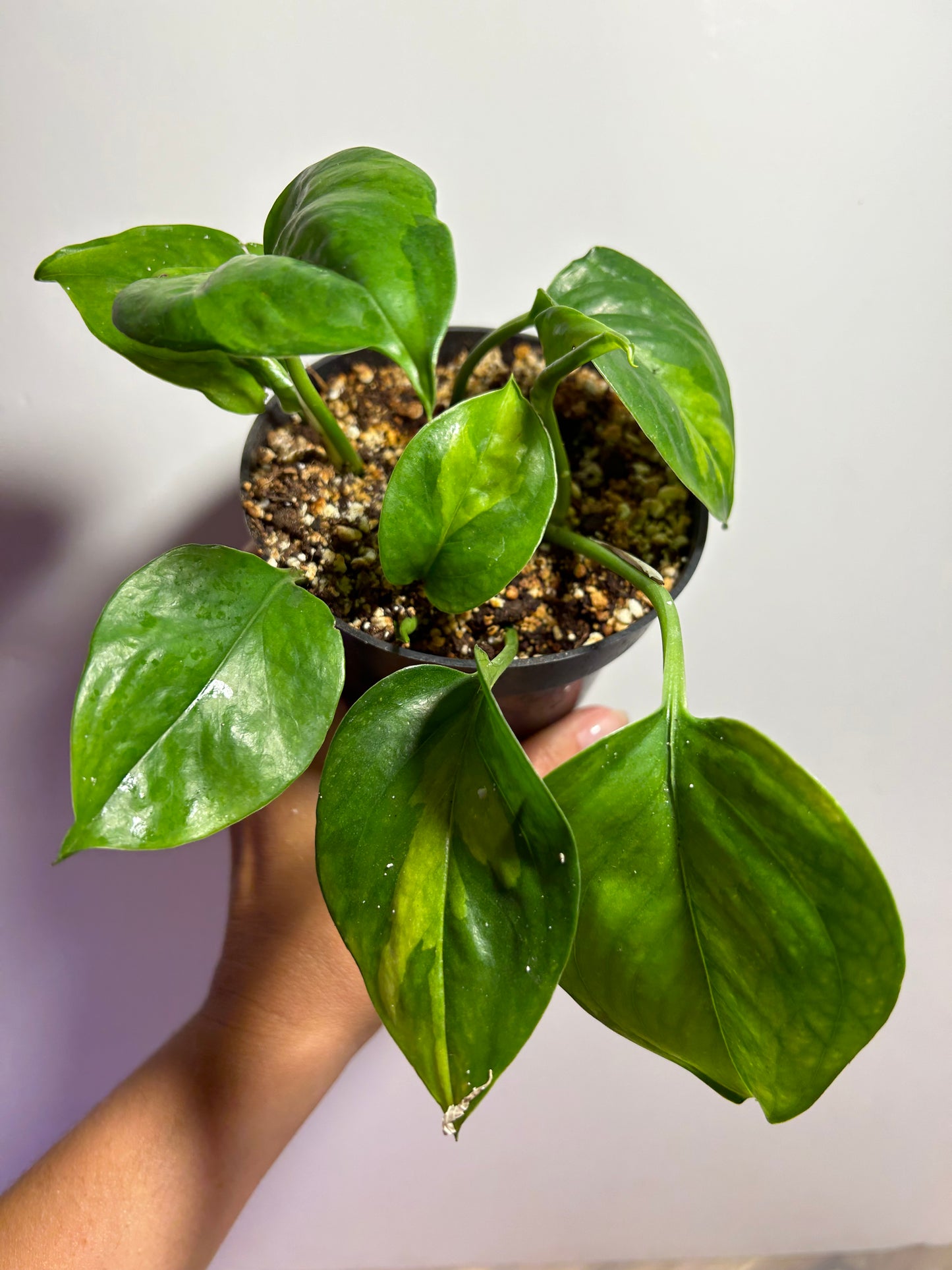 Pothos Global Green