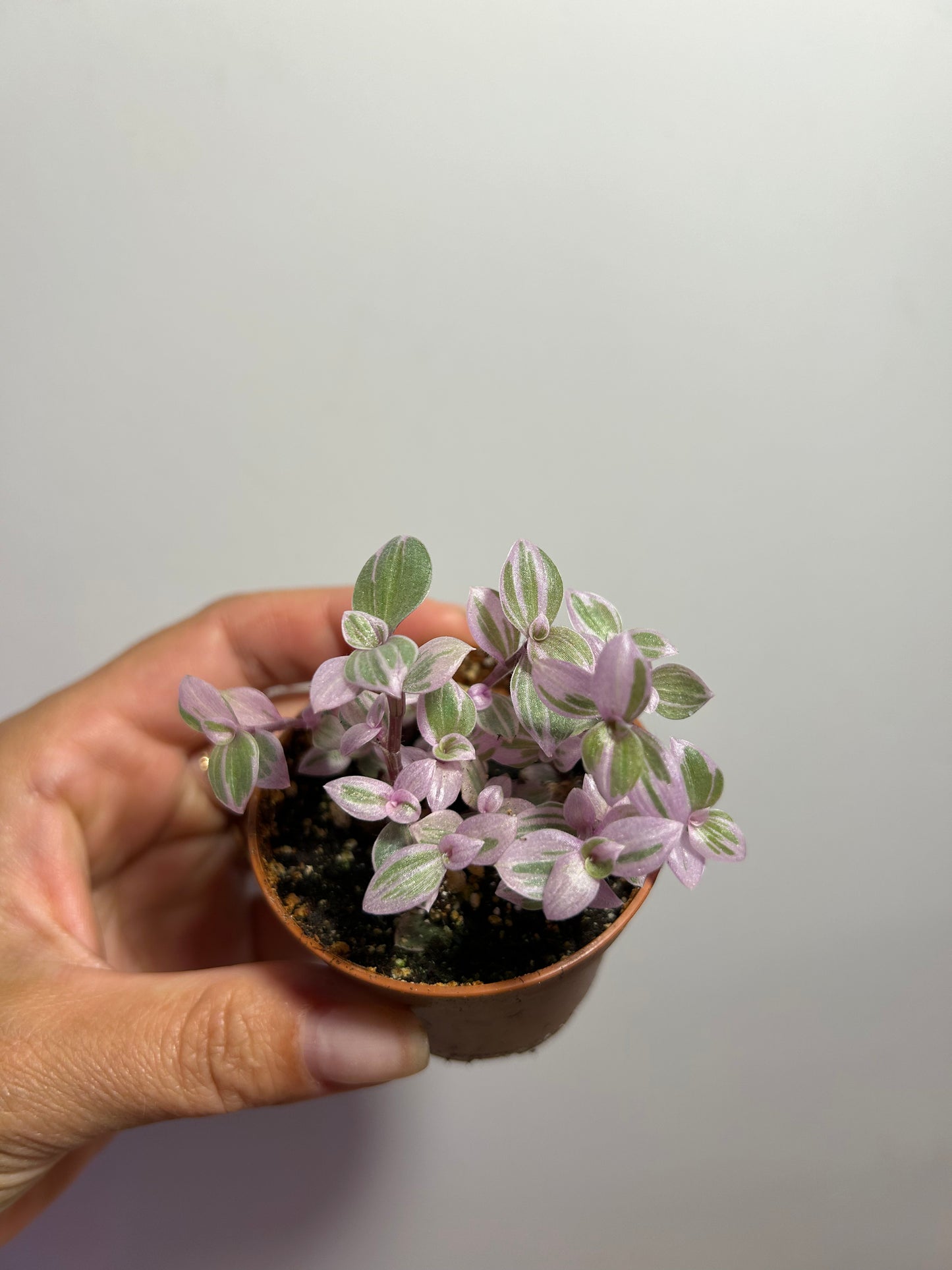 Calissia Repens “Pink Lady” Ø2"