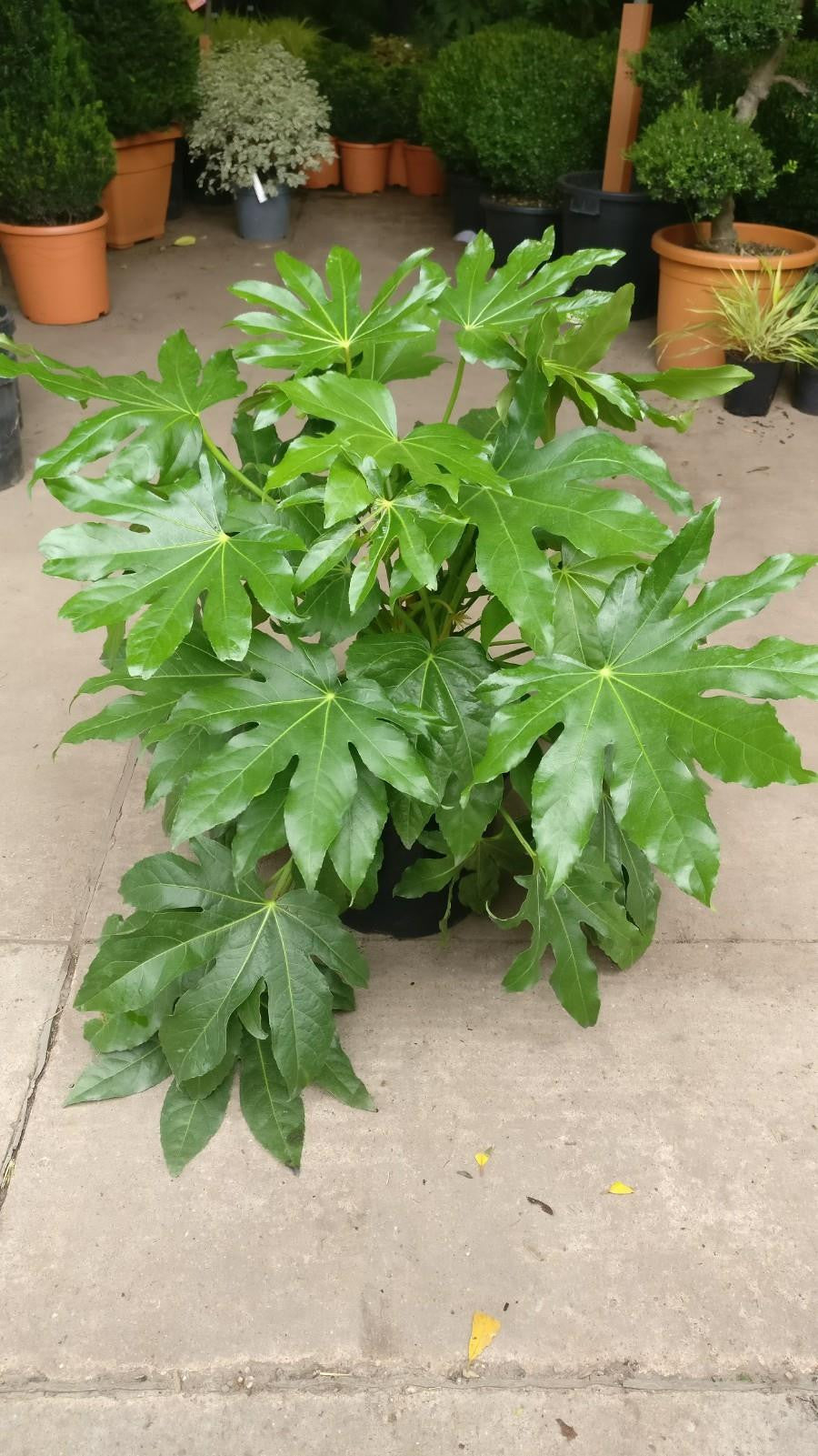 Fatsia Japonica 10" Pré commande